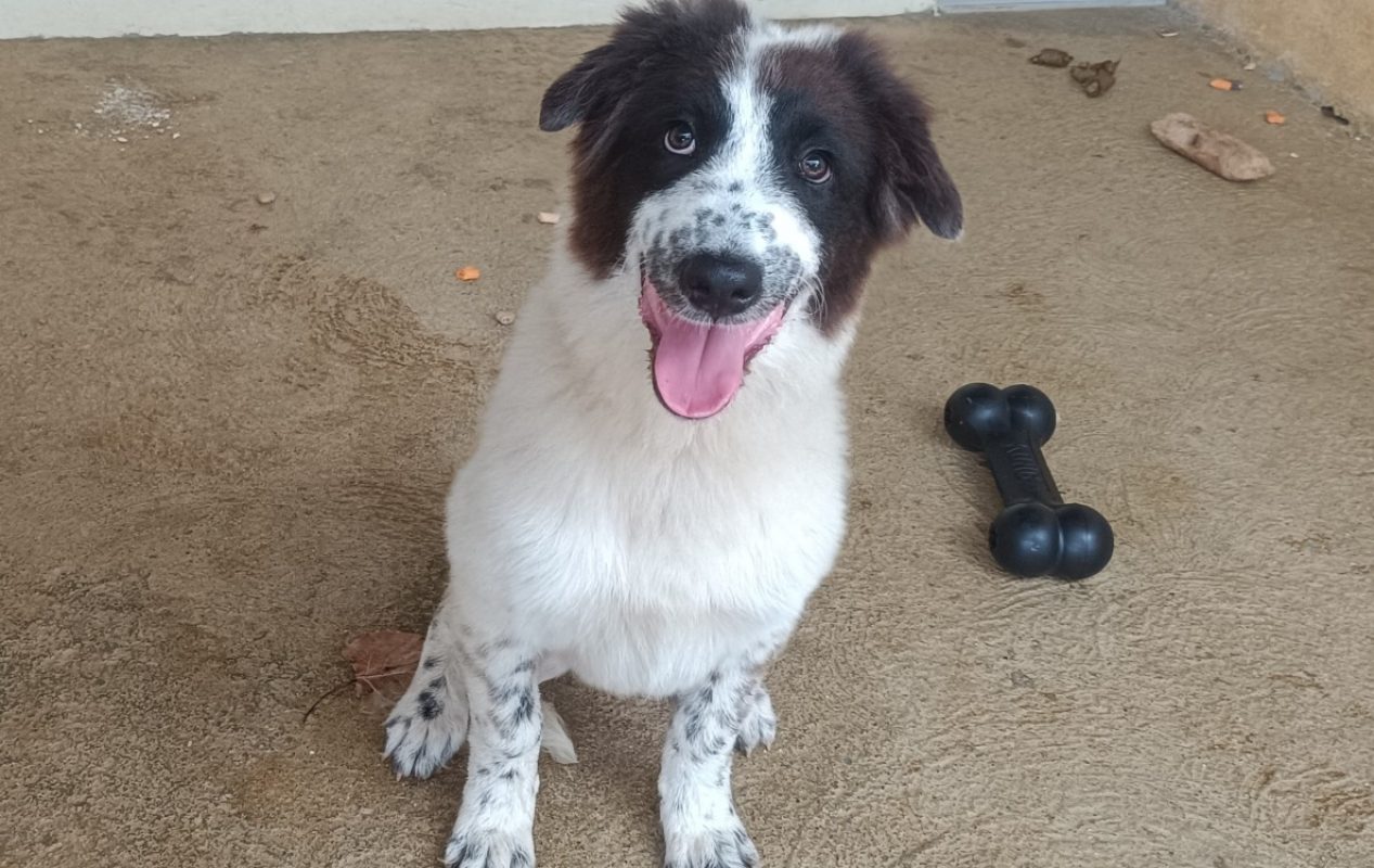 Hoy - Chien à adopter