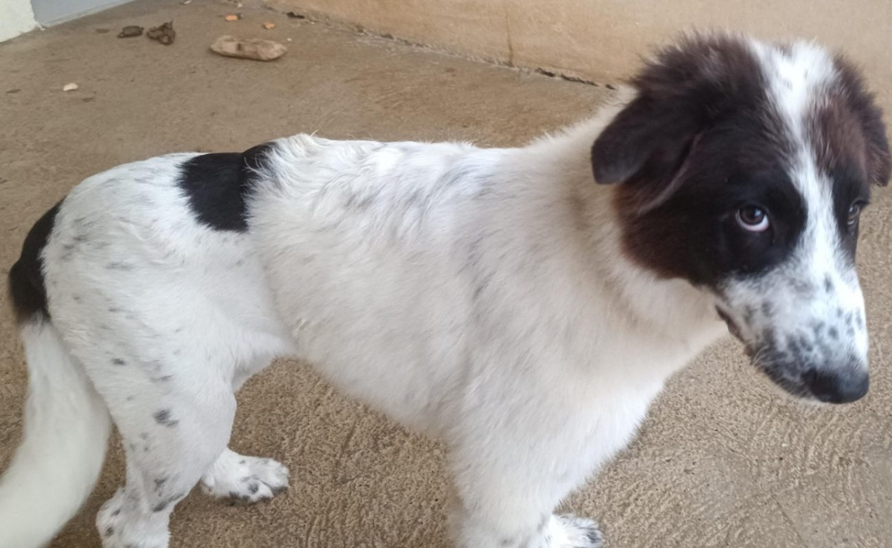 Hoy - Chien à adopter - photo 2