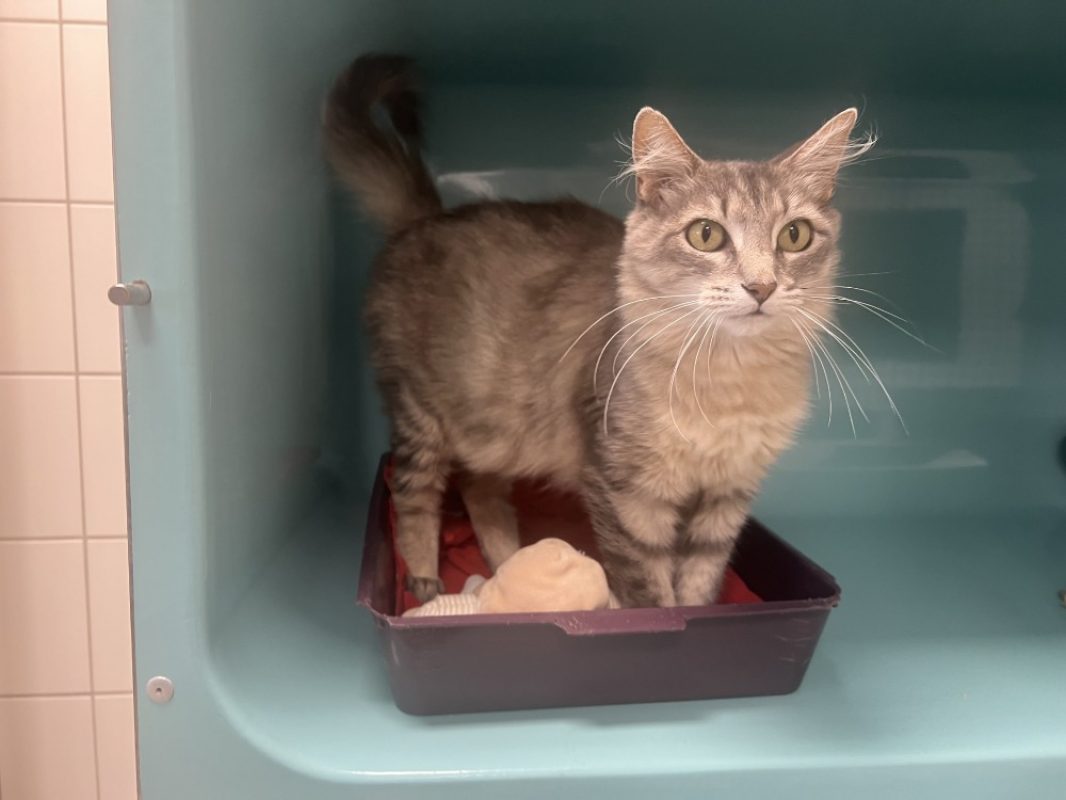 Nuage - Chat Européen à adopter
