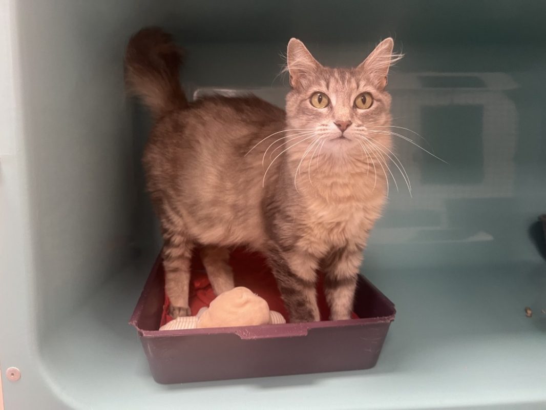 Nuage - Chat Européen à adopter - photo 2