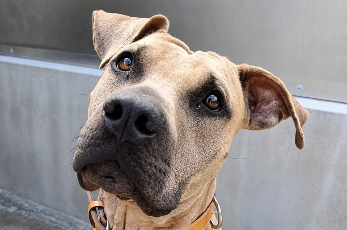 Jo - Chien à adopter