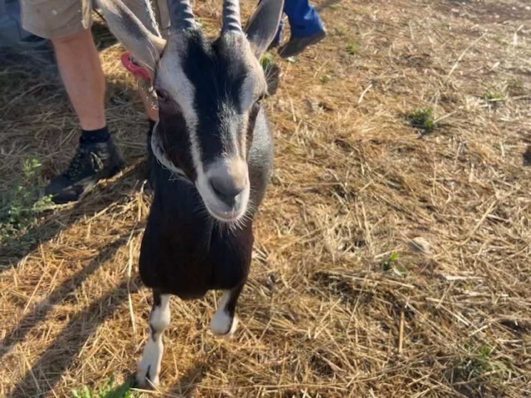 Annabelle - Animal de ferme Chèvre à adopter