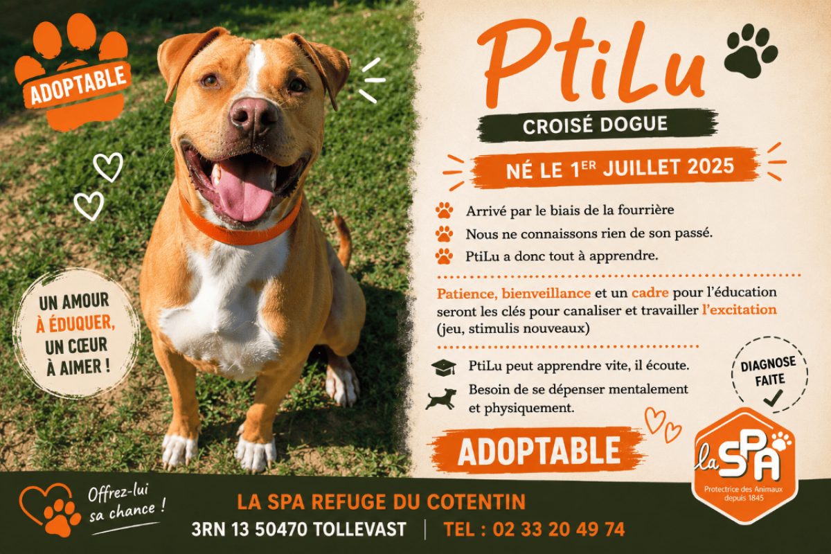 Ptilu - Chien à adopter