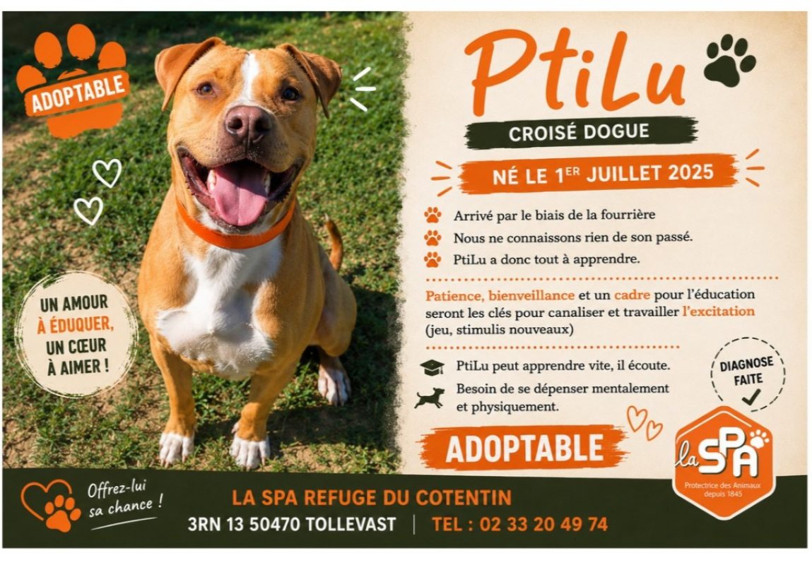 Ptilu - Chien à adopter