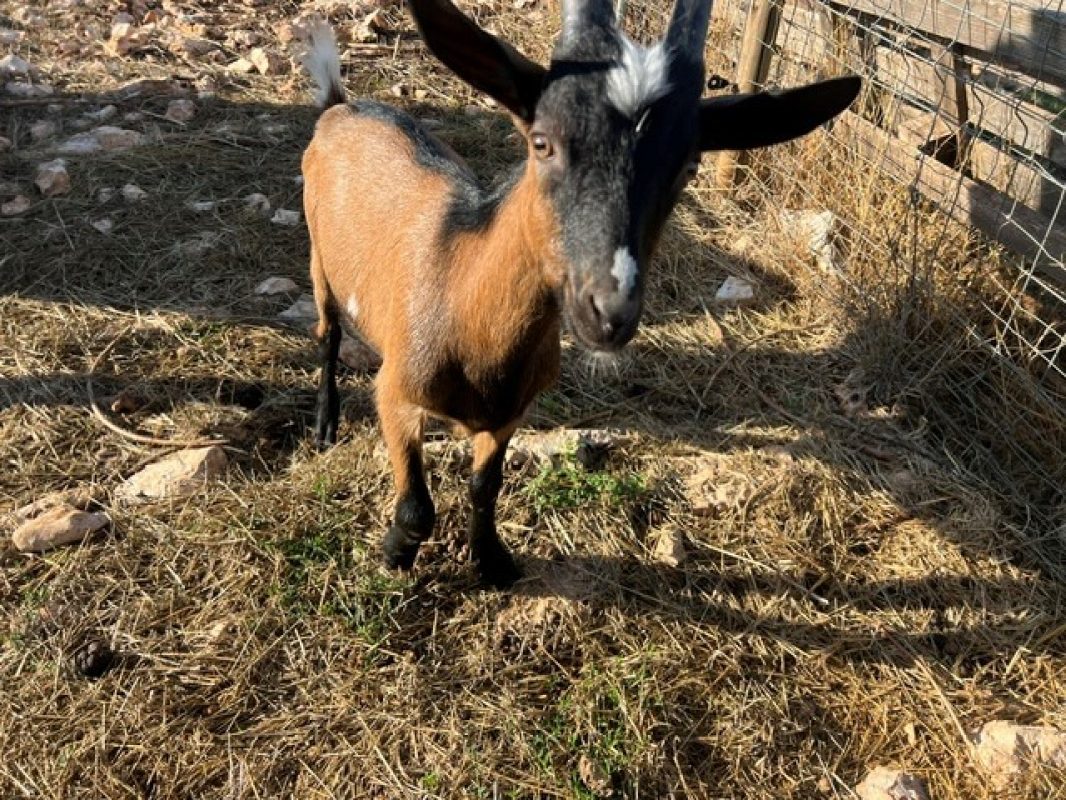 Dicaprio - Animal de ferme Bouc à adopter