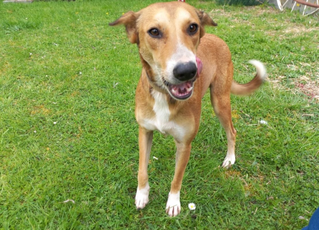 Zoreille - Chien Berger à adopter