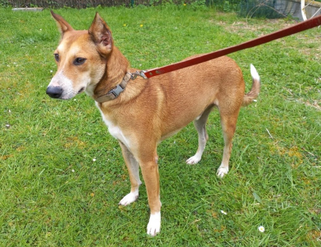 Zoreille - Chien Berger à adopter - photo 2