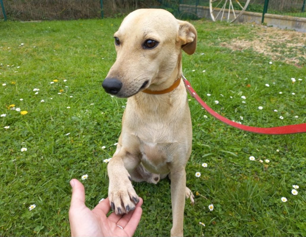 Naguis - Chien Berger à adopter