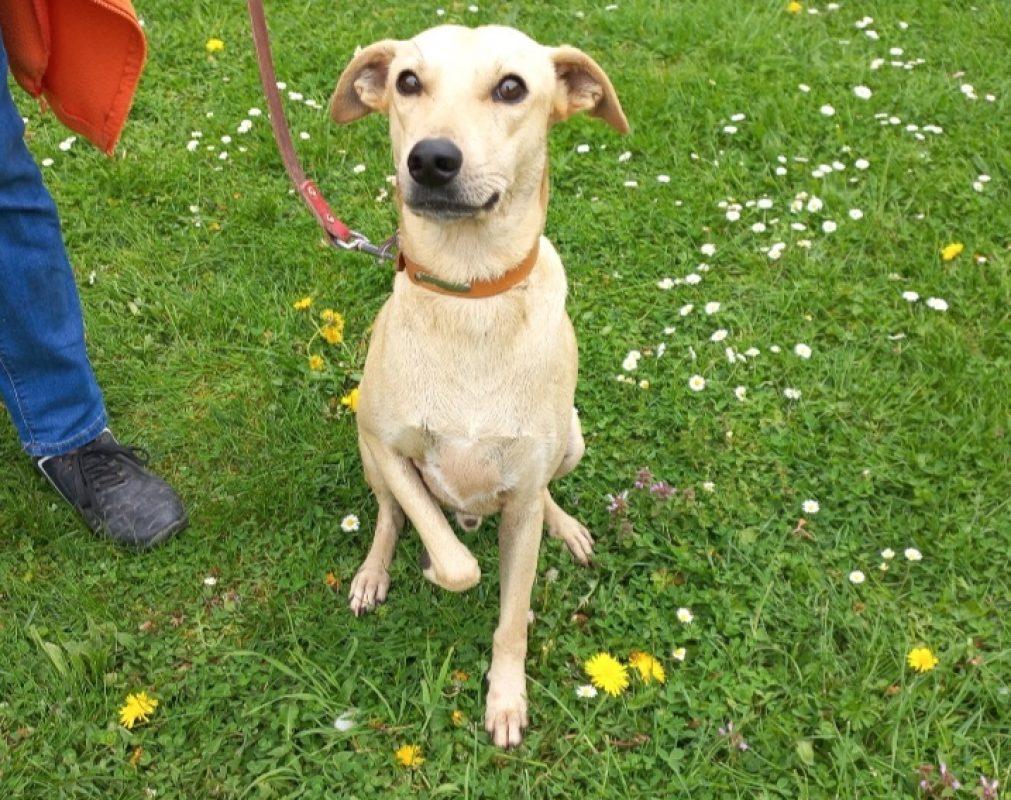 Naguis - Chien Berger à adopter - photo 2