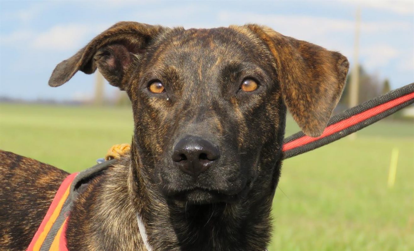 Sunny - Chien à adopter