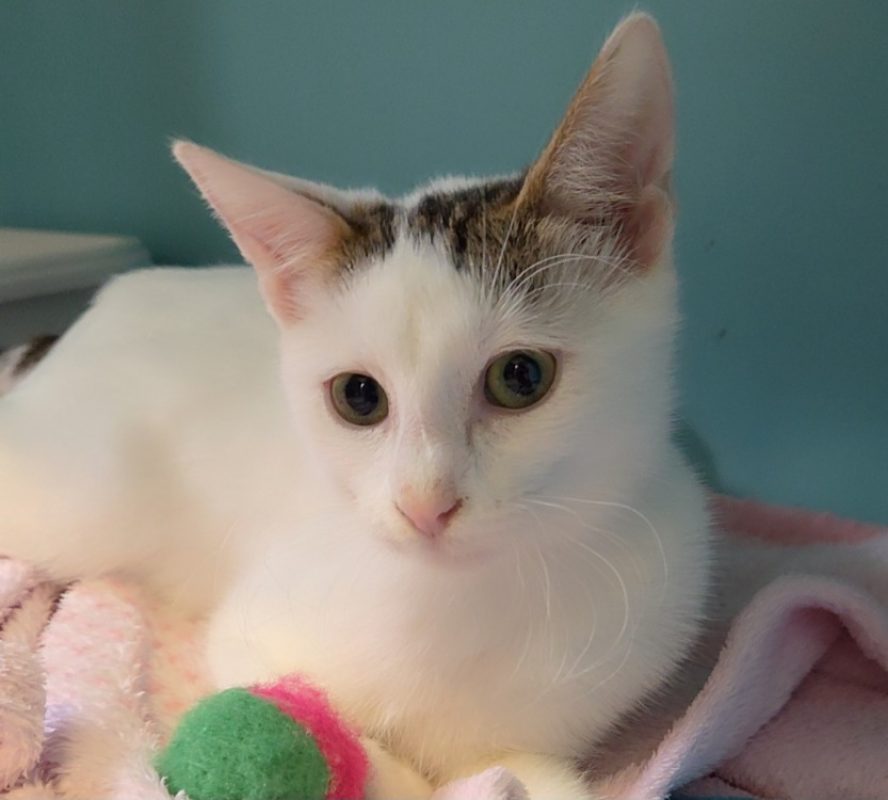 Elba - Chat Européen à adopter