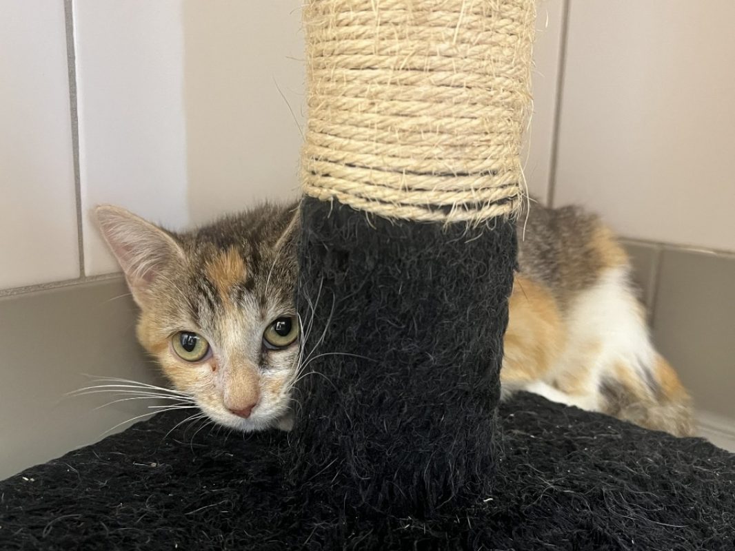 Brindille - Chat Européen à adopter