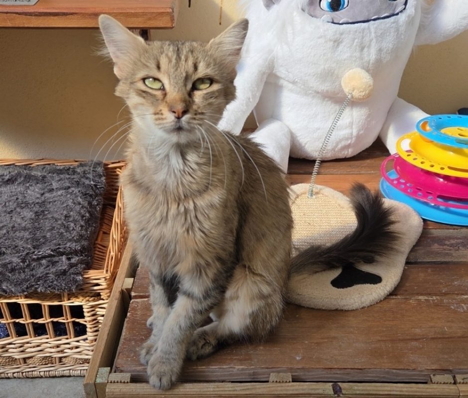 Mueza - Chat Européen à adopter