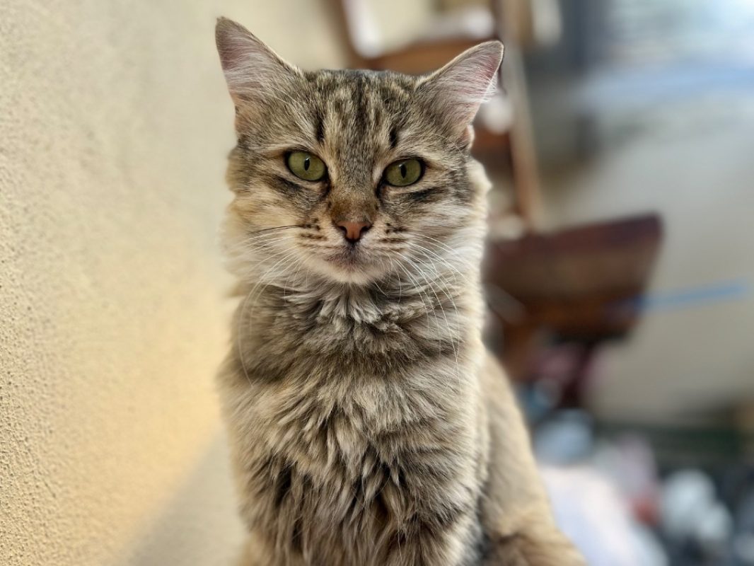 Mueza - Chat Européen à adopter