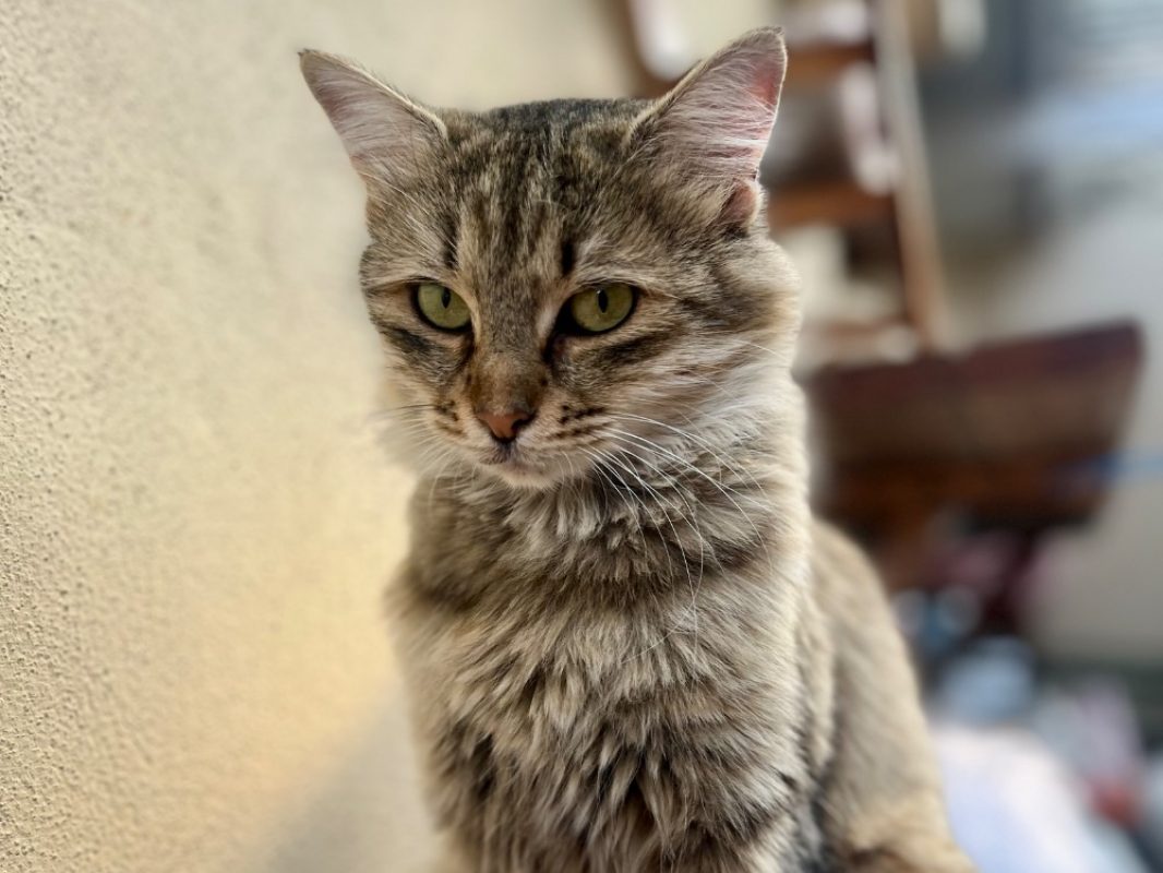 Mueza - Chat Européen à adopter - photo 2