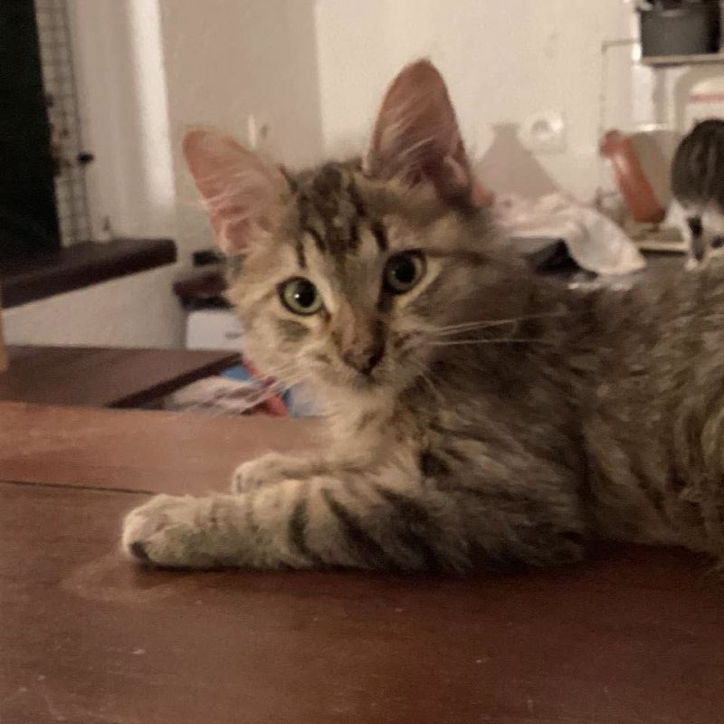 MALYCE - Chat Européen à adopter - photo 4