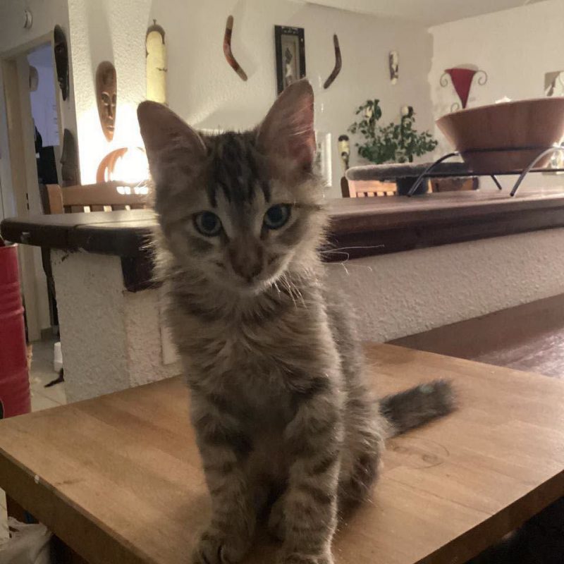 MALYCE - Chat Européen à adopter - photo 3