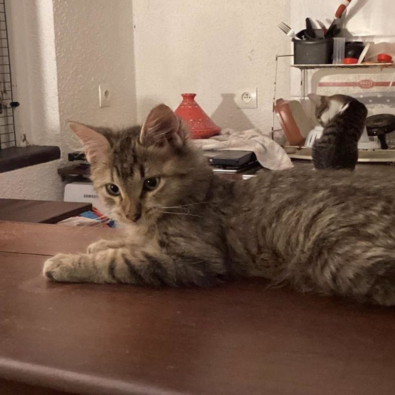 MALYCE - Chat Européen à adopter