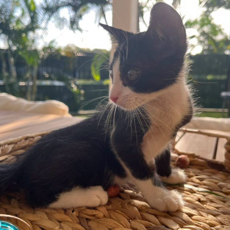 NEO - Chat Européen à adopter - photo 5