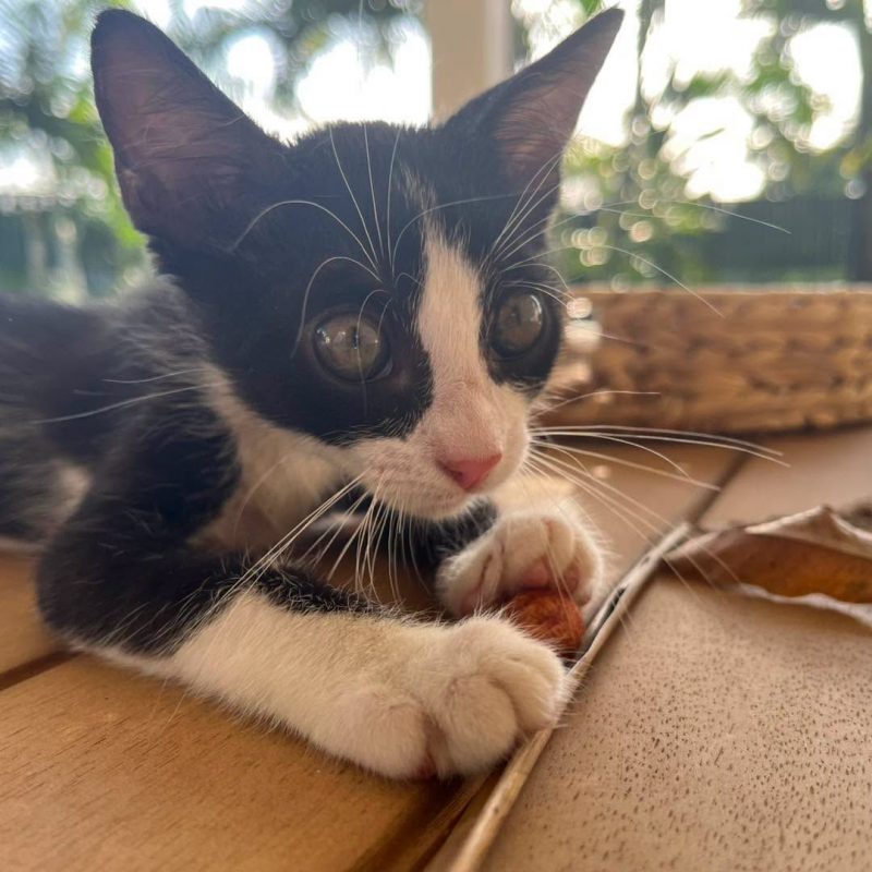 NEO - Chat Européen à adopter - photo 7