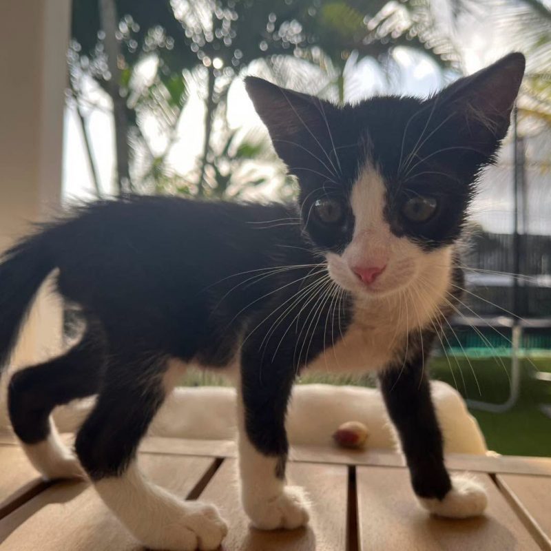 NEO - Chat Européen à adopter - photo 4