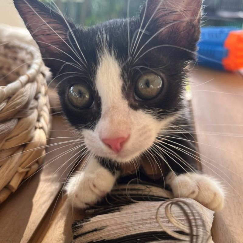NEO - Chat Européen à adopter - photo 6