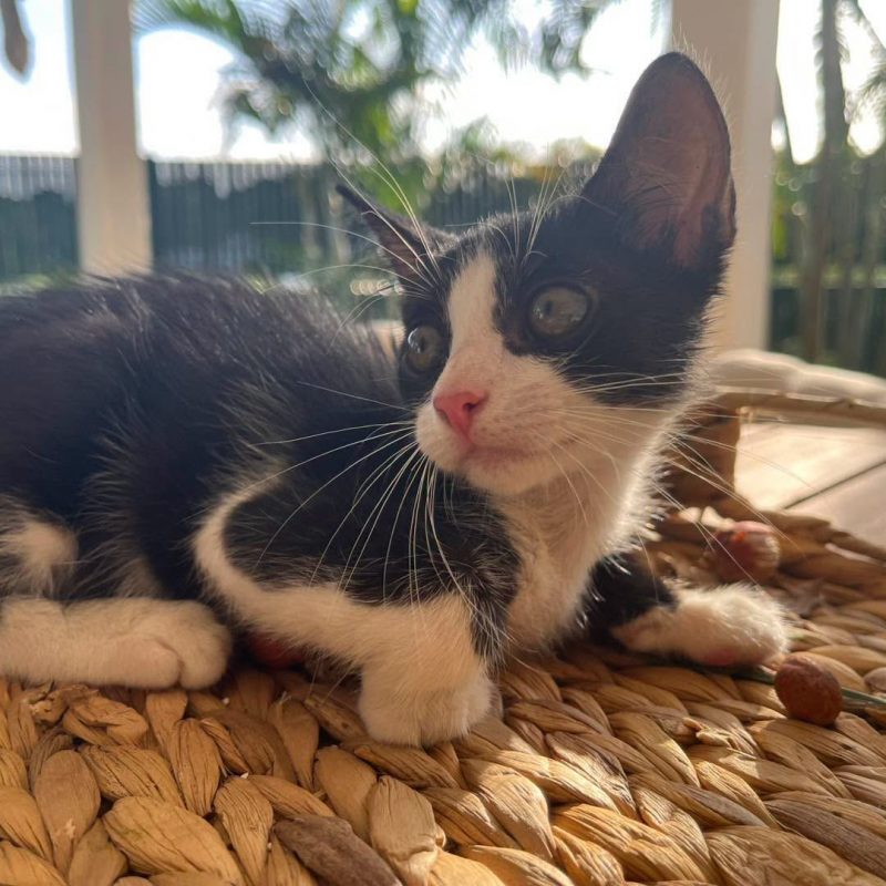 NEO - Chat Européen à adopter - photo 8
