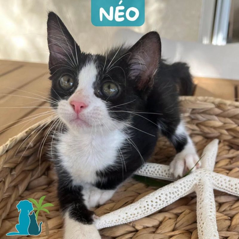 NEO - Chat Européen à adopter