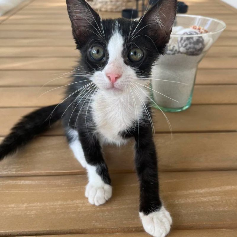 NEO - Chat Européen à adopter - photo 2