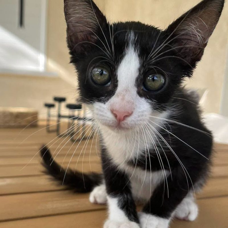 NEO - Chat Européen à adopter - photo 3