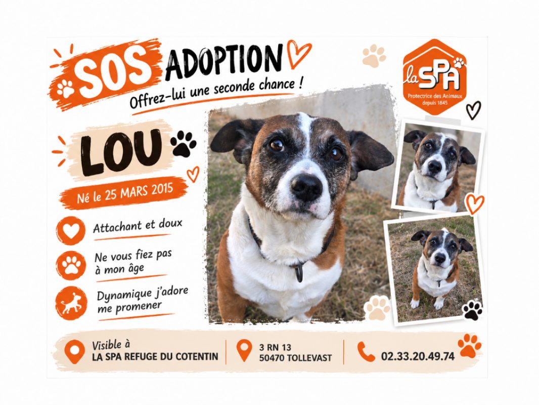 Lou - Chien à adopter