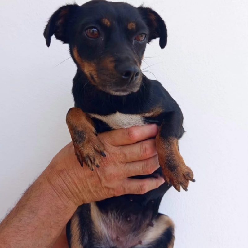 Zara - Chien à adopter - photo 5