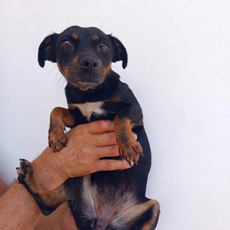 Zara - Chien à adopter - photo 4