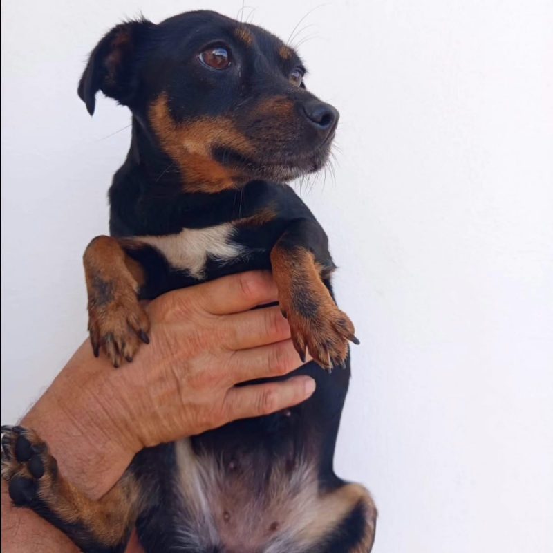 Zara - Chien à adopter - photo 2