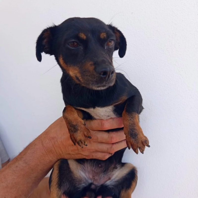 Zara - Chien à adopter - photo 3