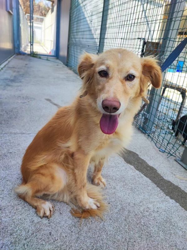 Lacy - Chien à adopter - photo 6