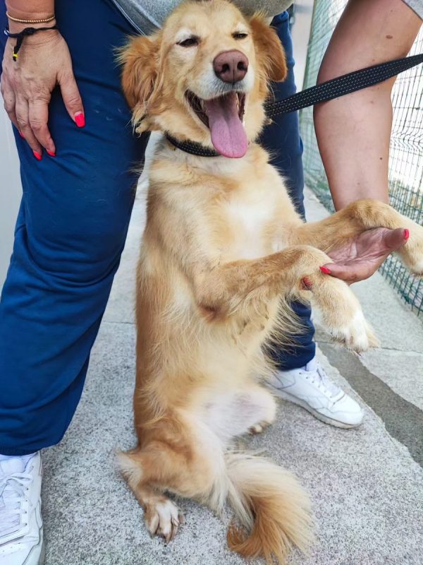 Lacy - Chien à adopter - photo 3