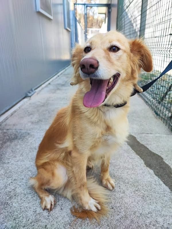 Lacy - Chien à adopter - photo 4