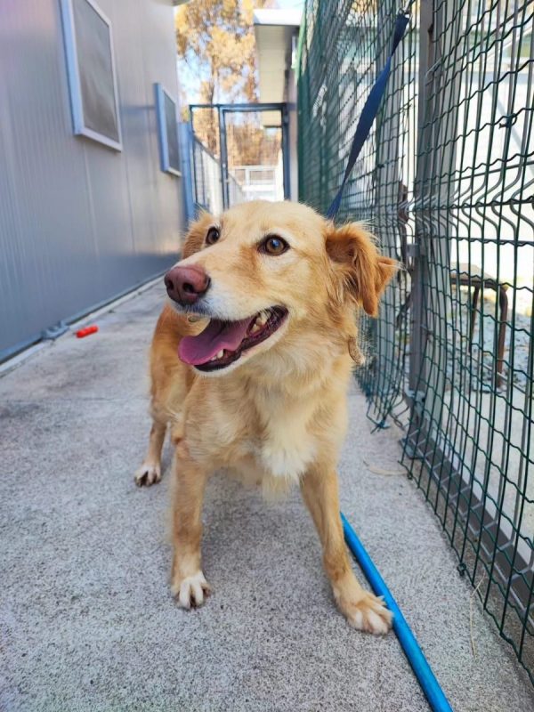 Lacy - Chien à adopter - photo 5