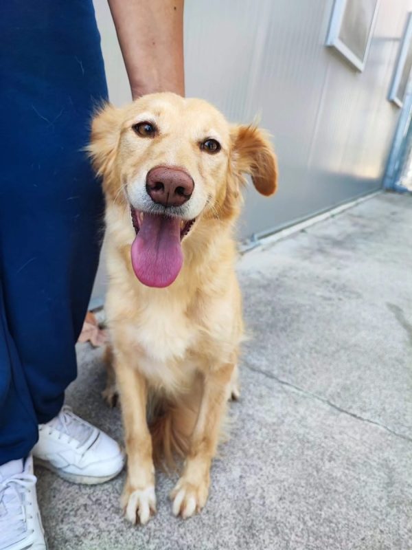 Lacy - Chien à adopter - photo 2