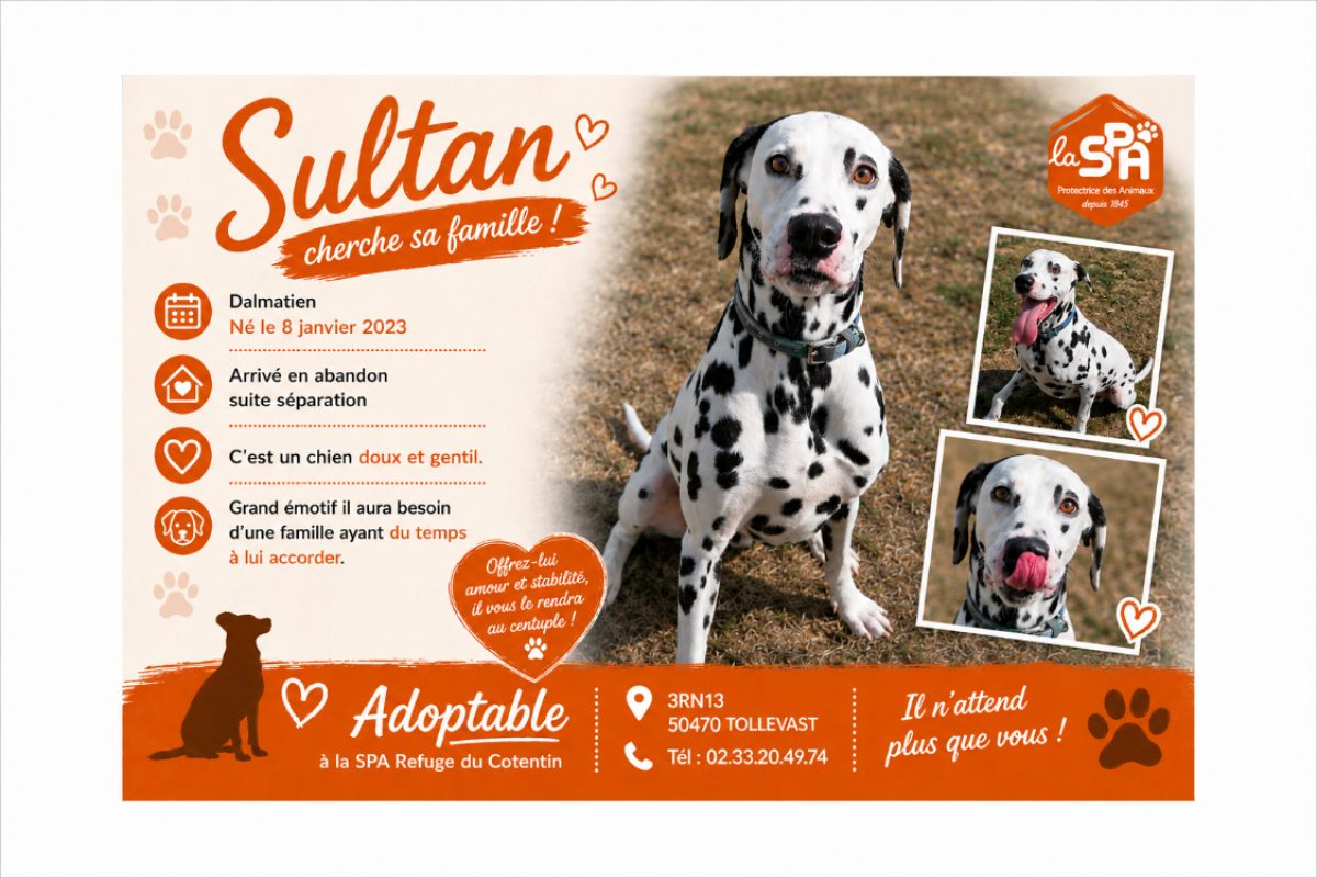 Sultan - Chien Dalmatien à adopter