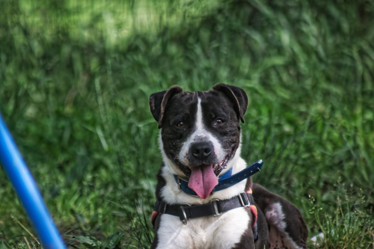 Lucky - Chien Bouledogue Américain à adopter