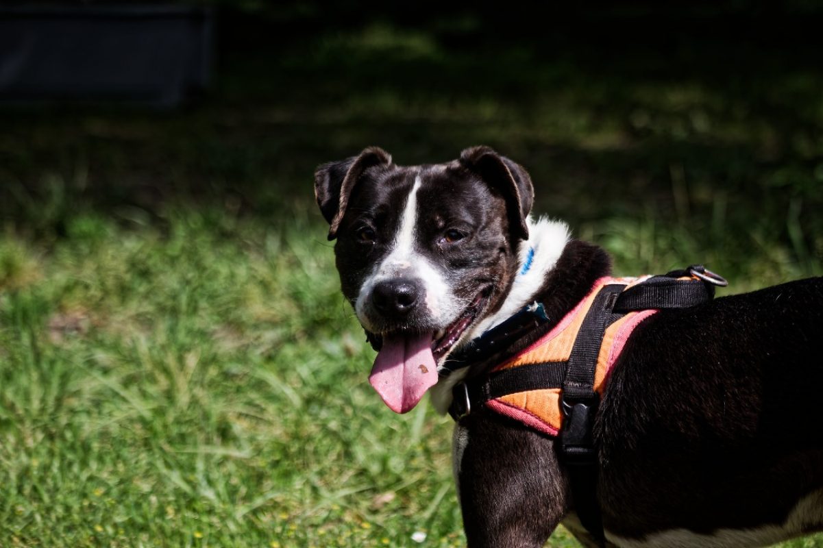 Lucky - Chien Bouledogue Américain à adopter - photo 2