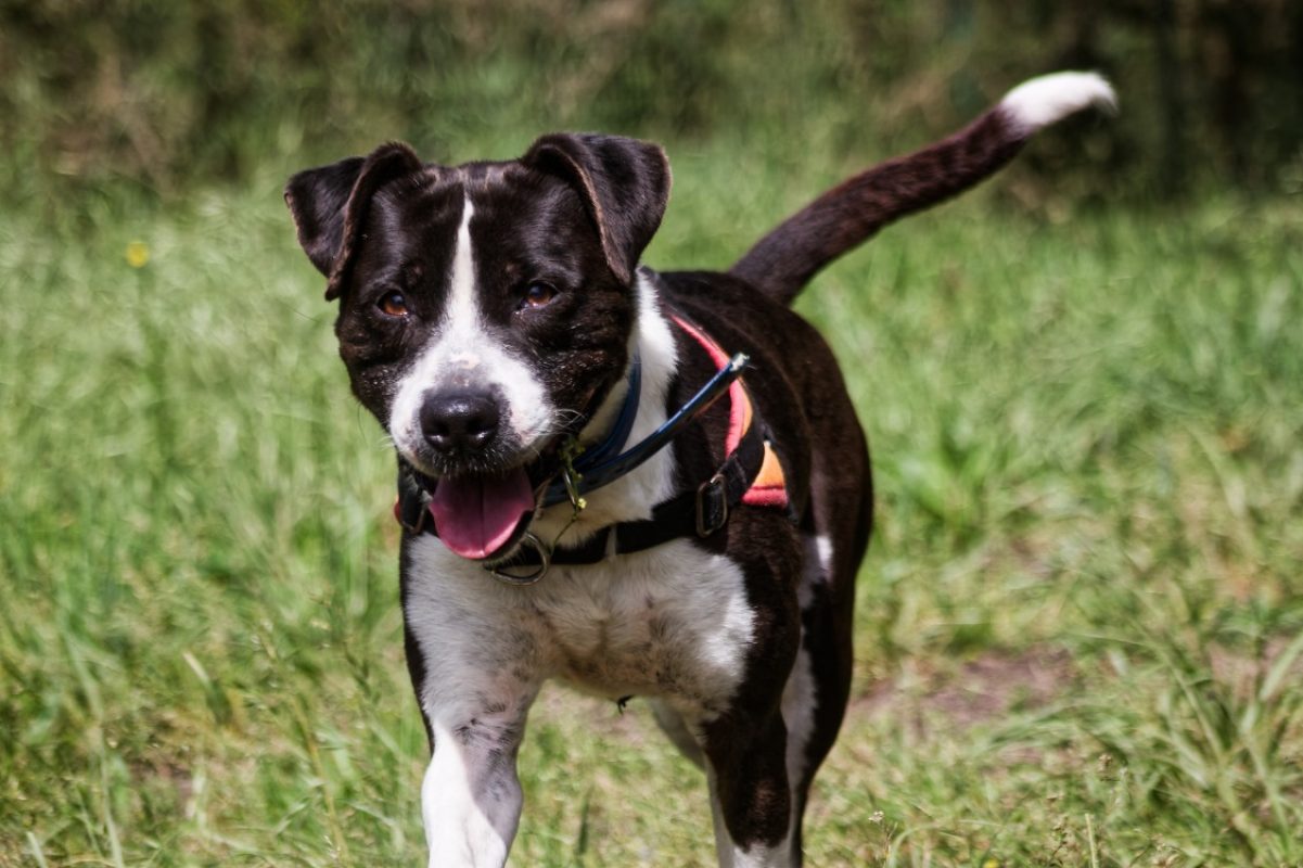 Lucky - Chien Bouledogue Américain à adopter - photo 3