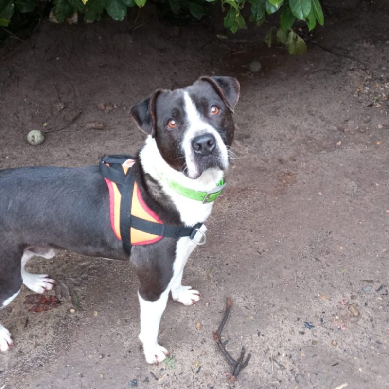 Lucky - Chien Bouledogue Américain à adopter - photo 4