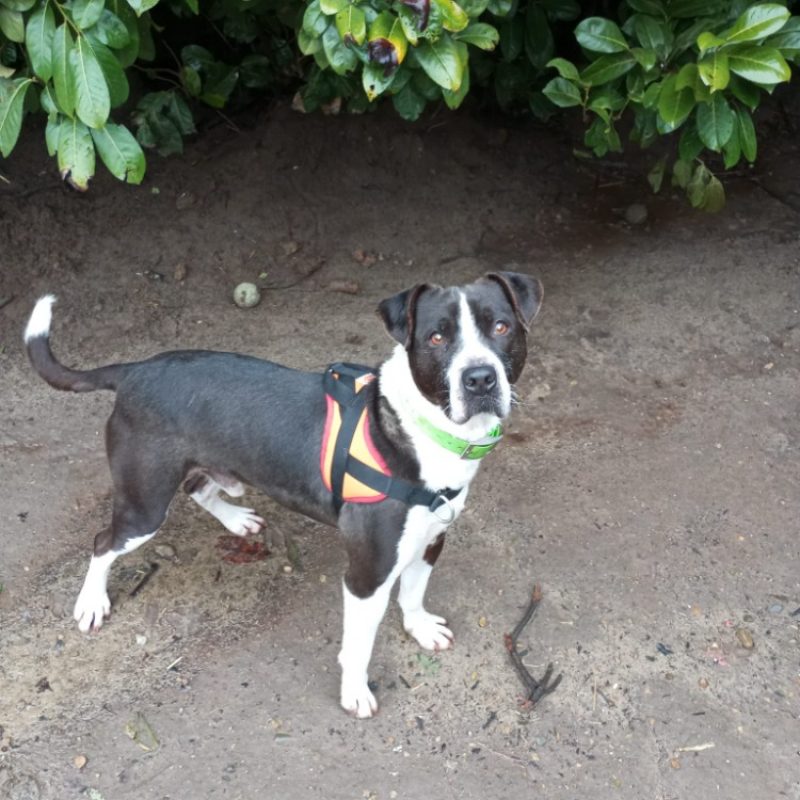 Lucky - Chien Bouledogue Américain à adopter - photo 5