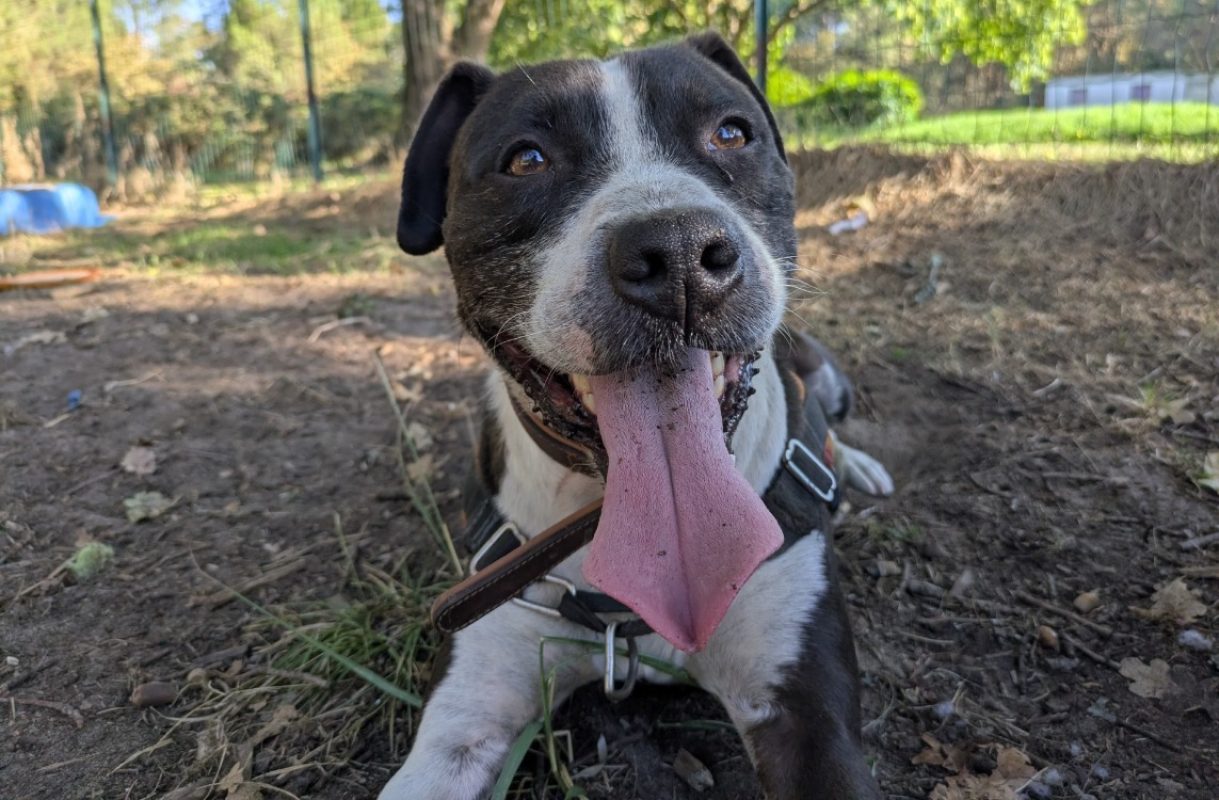 Lucky - Chien Bouledogue Américain à adopter