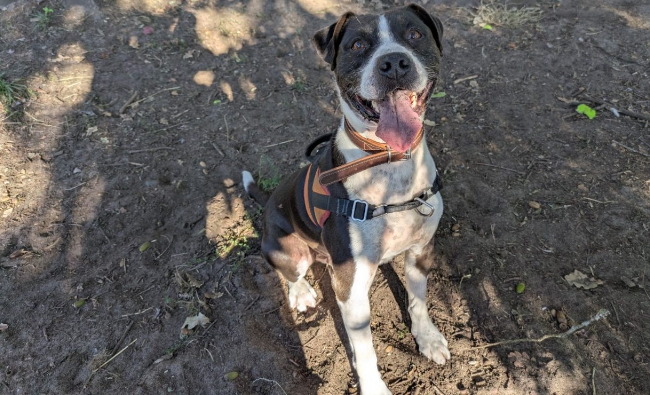 Lucky - Chien Bouledogue Américain à adopter - photo 4