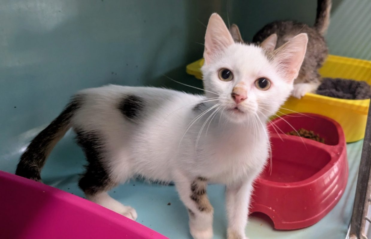 Othello - Chat Européen à adopter