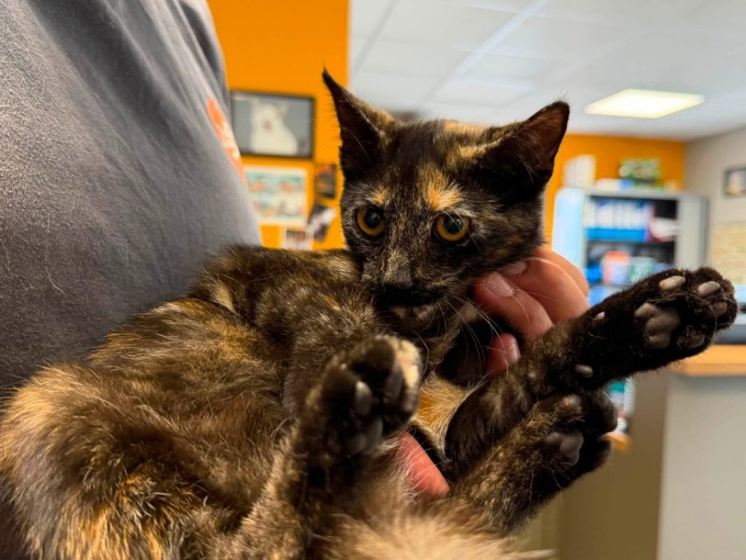 Peche - Chat Européen à adopter